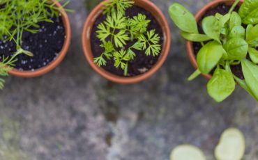 commander-plants-potager-covid