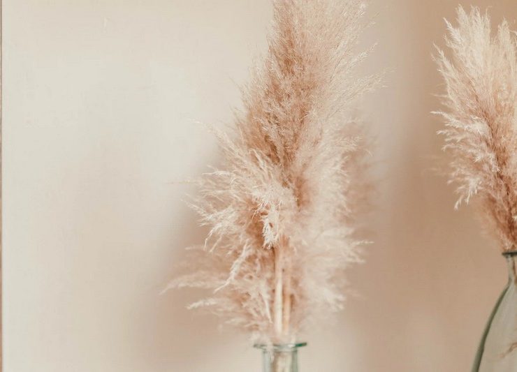 herbes-pampa-deco