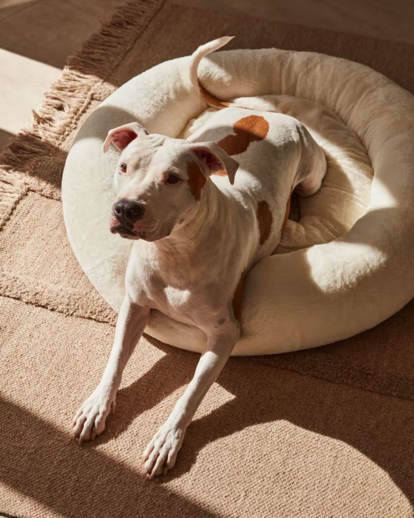 Paniers déco et design pour chiens et chats : notre sélection tendance -  NuageDeco