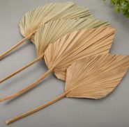 2X(4 PIÈCES DE Feuilles de Palmier SéChéEs Naturelles Sont Parfaites pour l4514 EUR 19,82