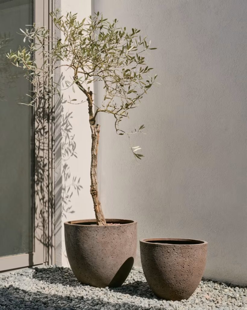 cache-pot-olivier-interieur