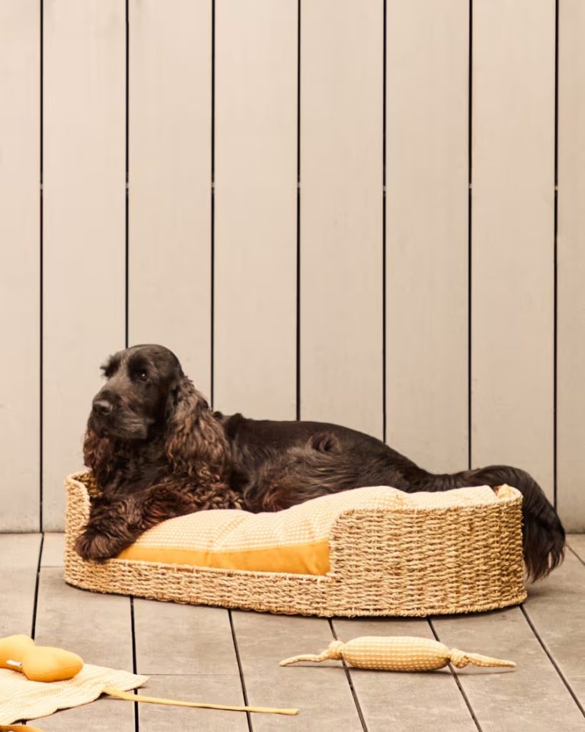 canape-design-chien