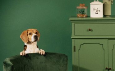 collection-maisons-monde-animaux-maisons