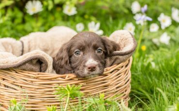 panier-chien-jardiland