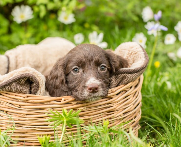 panier-chien-jardiland